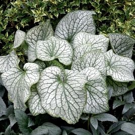 Бруннера крупнолистная 'Александр Грейт'