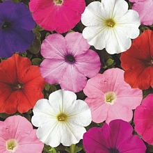Петуния (сурфиния) гибридная 'Плаш' (смесь)