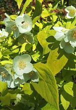 Чубушник венечный 'Ауреус'