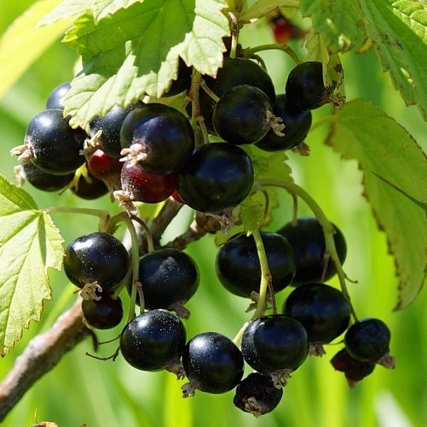 Смородина черная 'Черный  жемчуг'