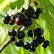 Смородина черная 'Черный  жемчуг'