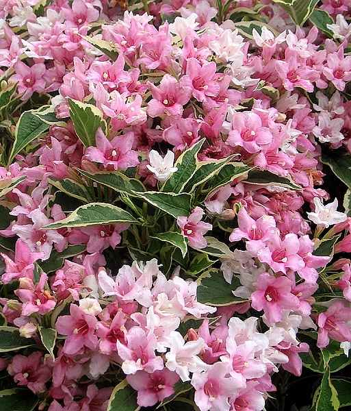 Вейгела 'Нана Вариегата'