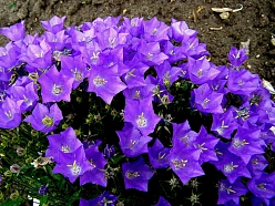 Колокольчик карпатский 'Блау Клипс'