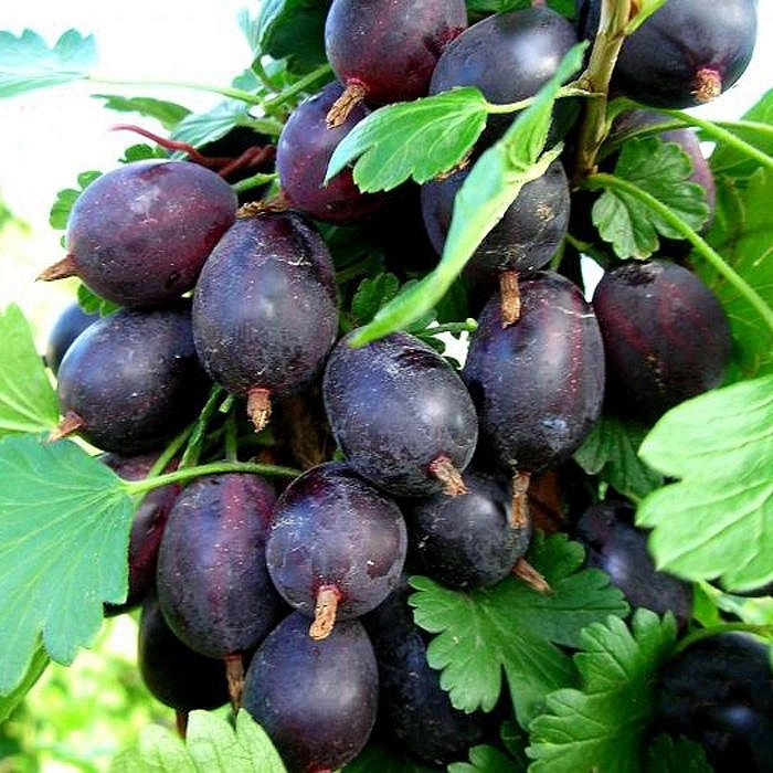 Крыжовник 'Грушенька'