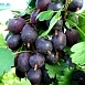 Крыжовник 'Грушенька'