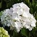 Гортензия крупнолистная 'Мадам Эмили Муиллер'