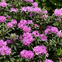 Рододендрон гибридный 'Пинк Пурпл Дрим' (пурпурный)