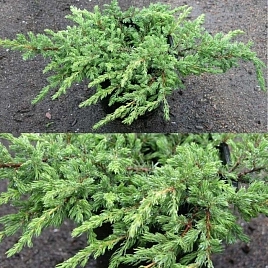 Можжевельник обыкновенный Репанда (Repanda)