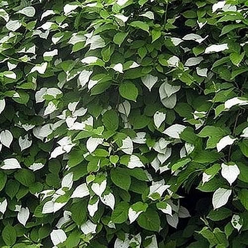 Актинидия полигама 'Узорчатый' (муж,)