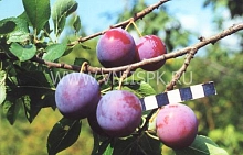 Слива 'Ренклод Курсакова'