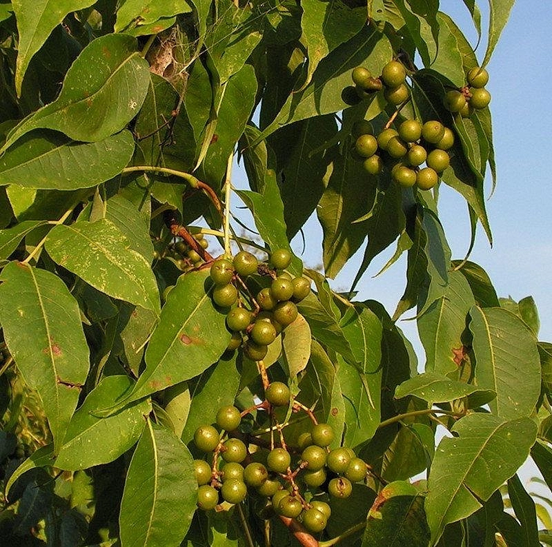 Бархат амурский