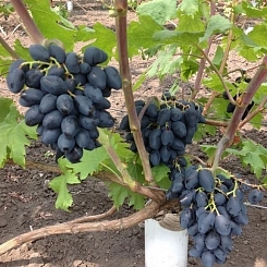 Виноград 'Ромбик'