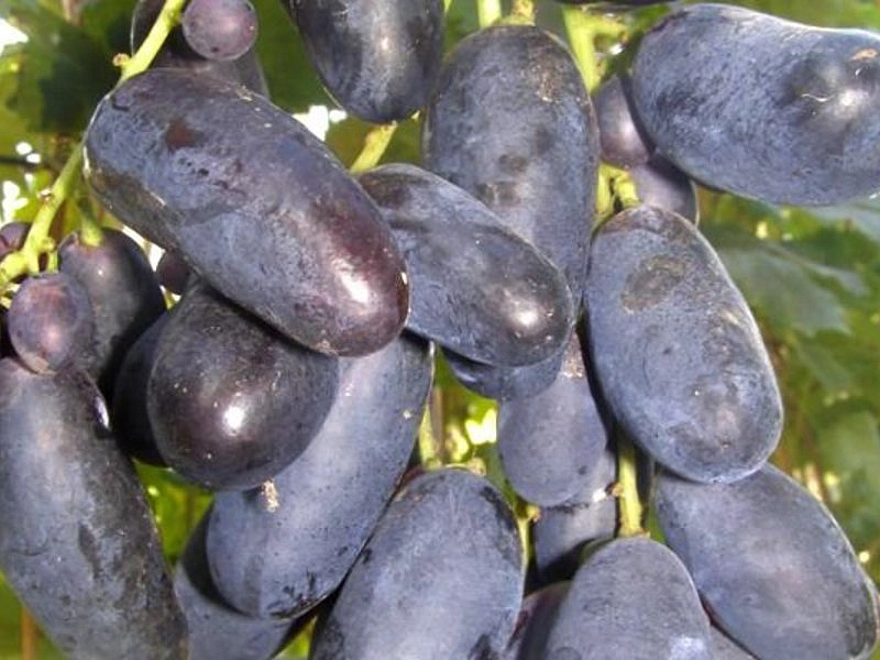 Виноград 'Велика'