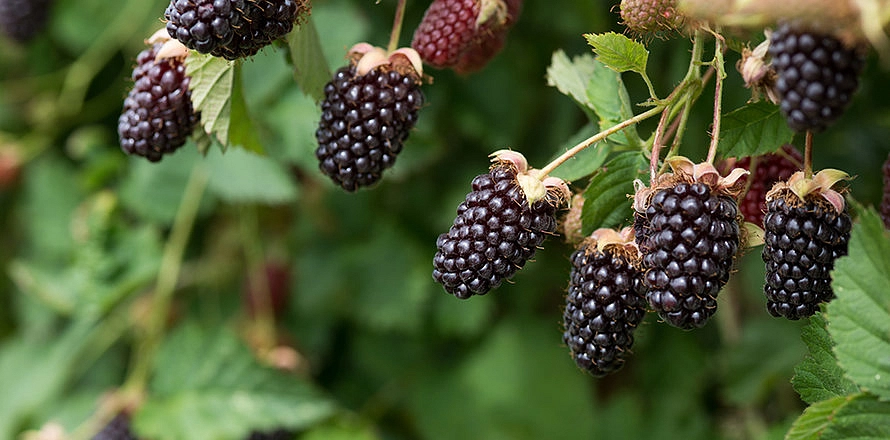Ежемалина 'Бойсенберри'