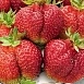 Земляника (клубника) 'Богема'
