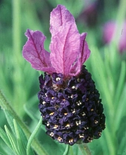 Лаванда Фатхед