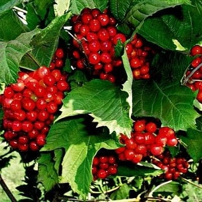 Калина плодовая 'Красная гроздь'