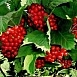 Калина плодовая 'Красная гроздь'