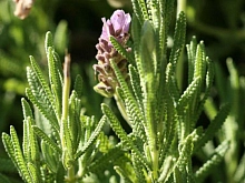 Лаванда зубчатая