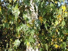 Береза повислая 'Грацилис'