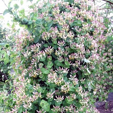 Жимолость Каприфоль (Caprifolium)