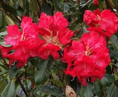 Рододендрон гибридный 'Хальфдан Лем' (красный)