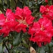 Рододендрон гибридный 'Хальфдан Лем' (красный)