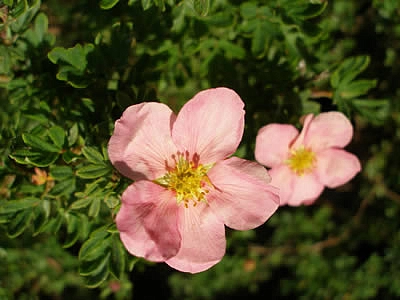 Лапчатка кустарниковая 'Принцесс'