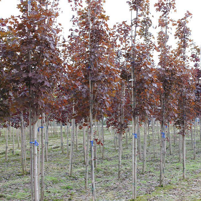 Клен остролистный 'Кримсон Сентри'