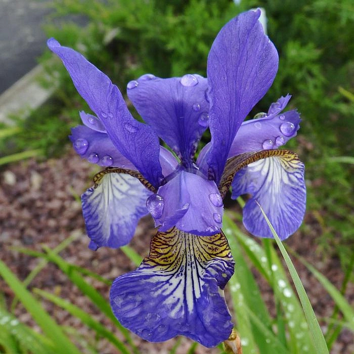 Ирис сибирский (Iris sibirica)