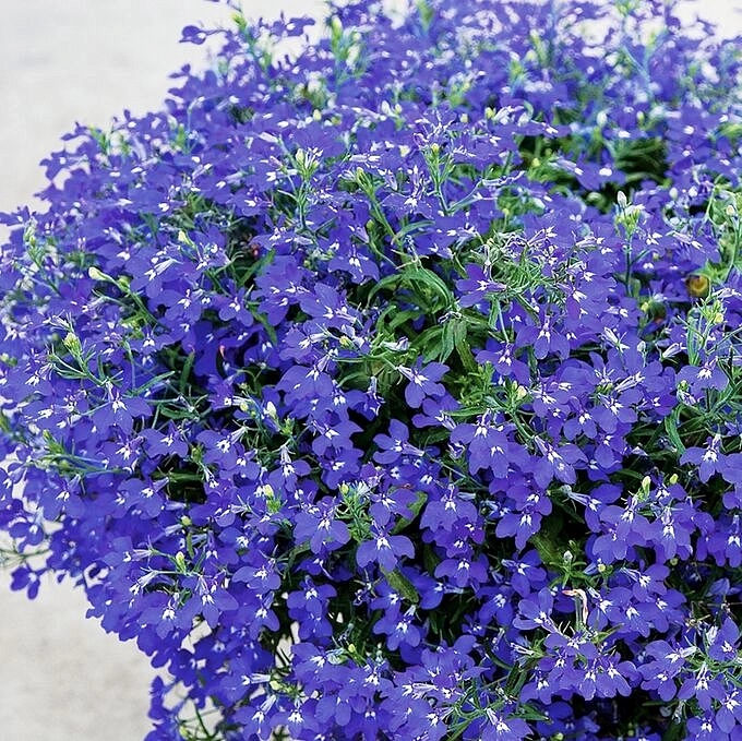 Лобелия эринус ампельная "Регатта Сапфир' ( темно-синяя)