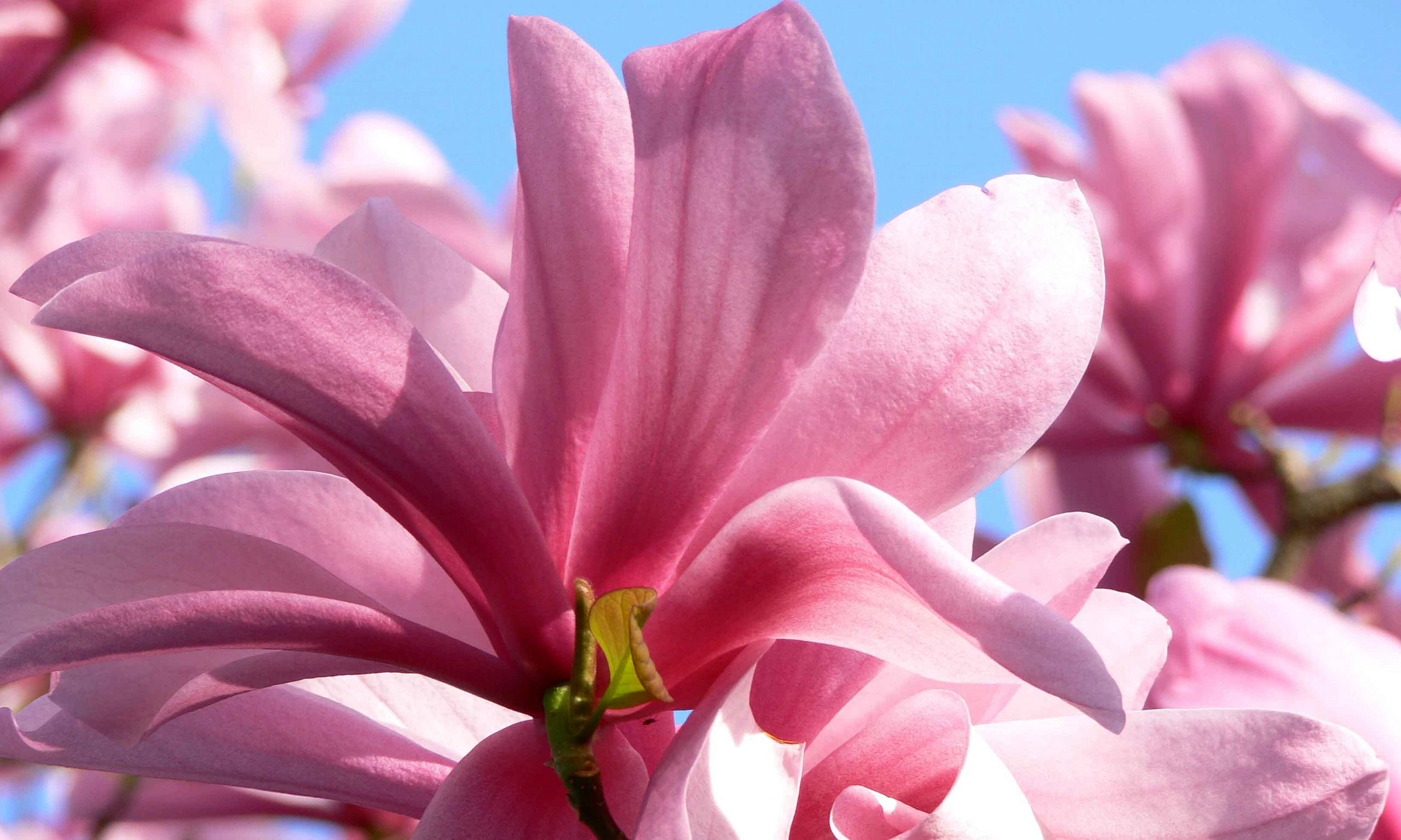 Магнолия 'Гелакси'