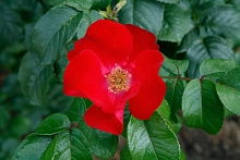 Роза 'Робуста' (парковая) (красная)