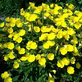 Миссурийская