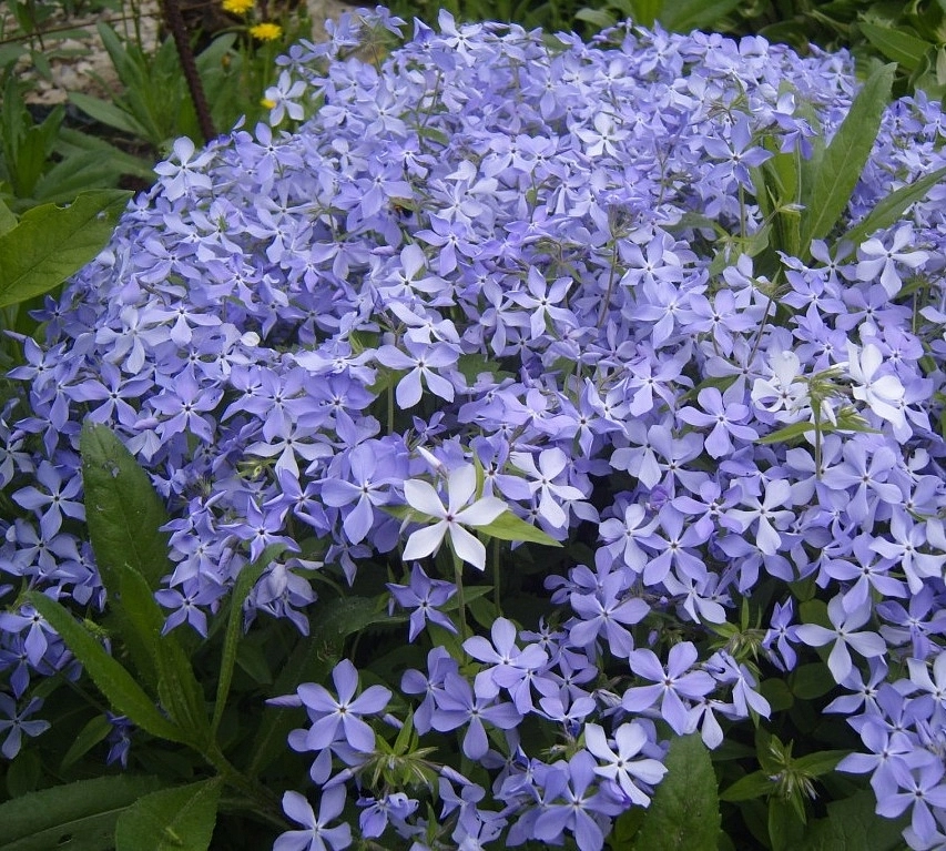 Флокс растопыренный