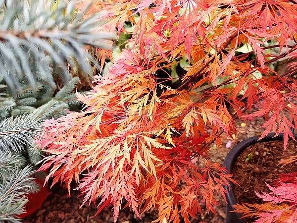 Клен ложнозибольдов 'Айс Драгон'