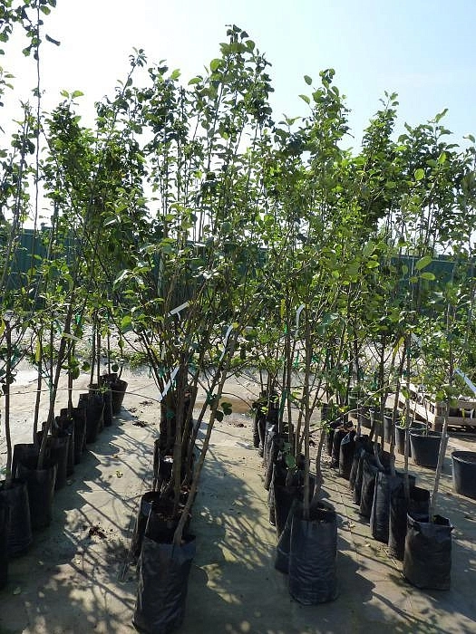 Яблоня домашняя 'Антоновка' Яблоня домашняя 'Антоновка'