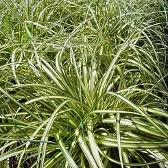 Осока Морроу