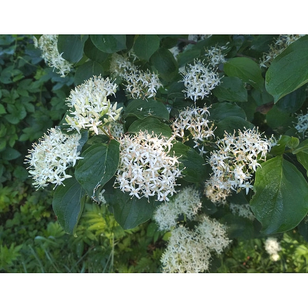 Свидина южная