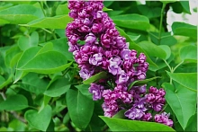 Сирень обыкновенная 'Гайзинкалнс' (пурпурно-фиолетовая)