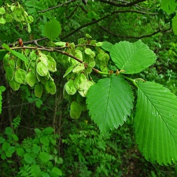 Вяз гладкий