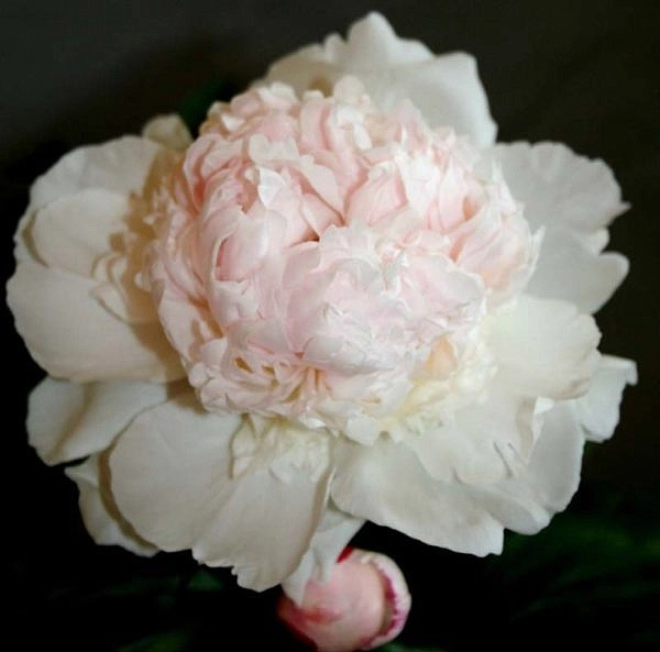 Пион молочноцветковый 'Мадам Калот' (кремово белый)