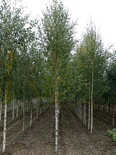 Береза повислая 'Звитсерс Глори'