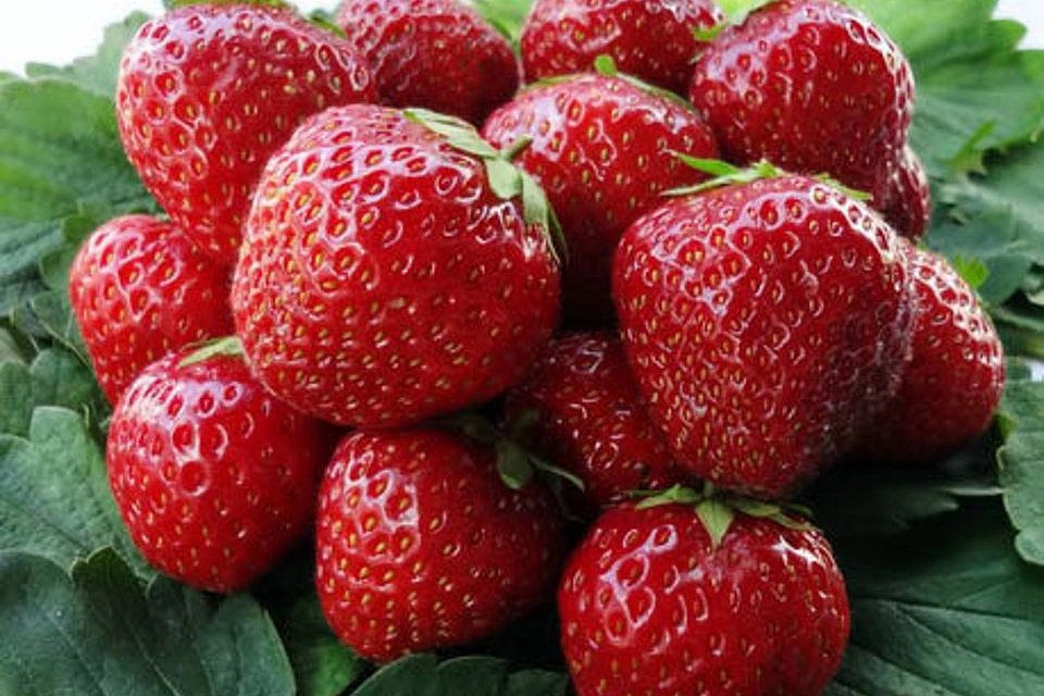 Земляника (клубника) 'Корона'