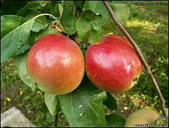 Яблоня домашняя 'Конфетное' Яблоня домашняя 'Конфетное'
