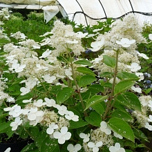 Гортензия метельчатая 'Прим Уайт'