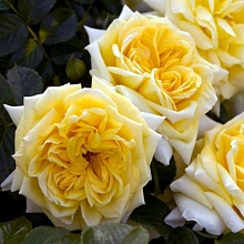 Роза 'Надья Мейдиланд' (шраб) (желтая)