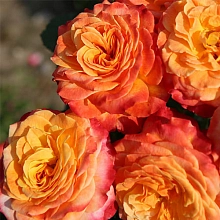 Роза 'Метеор' (флорибунда) (огненно-оранжево-красная)