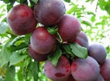 Алыча 'Найдена'