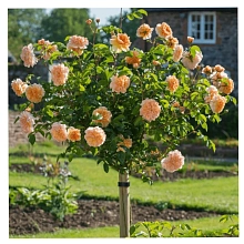 Роза 'Кэтрин' (штамбовая) (оранжевый)